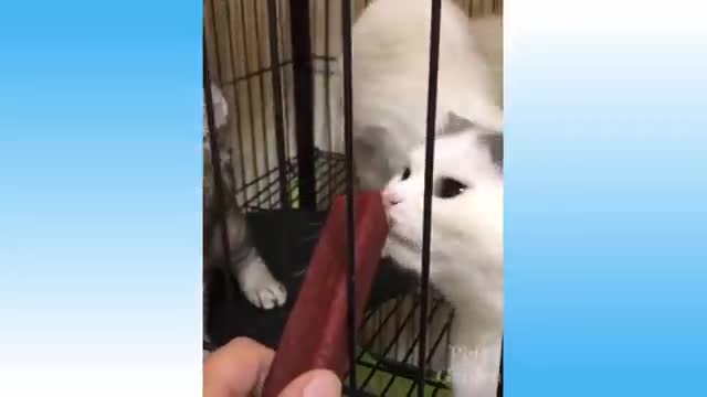 Funniest 😻 Cats and 🐶 Dogs - Awesome Funny Pet Animals' Life Videos