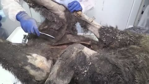 3,500 Year Old Bear Found In Siberian Permafrost Had A Necropsy By A Team Of Scientists🐻