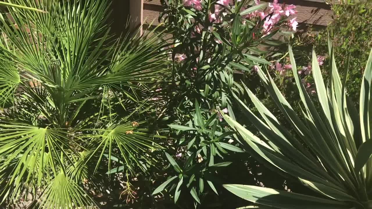 Nerium oleander hardy pink