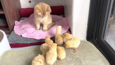 The three kittens watch the chick eat food seriously. The life of kittens and chickens