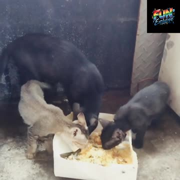 Poor cat family eating tougher 😊❤️
