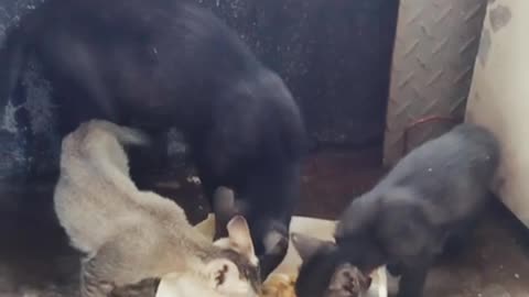 Poor cat family eating tougher 😊❤️