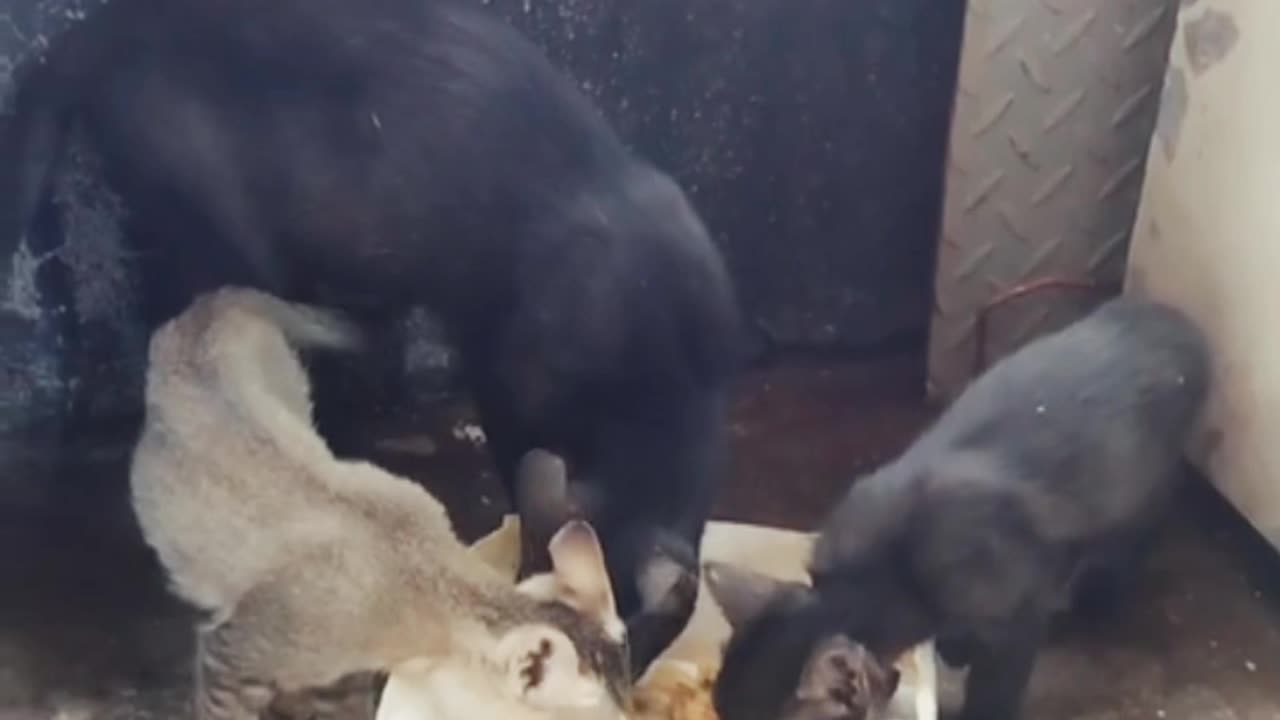 Poor cat family eating tougher 😊❤️