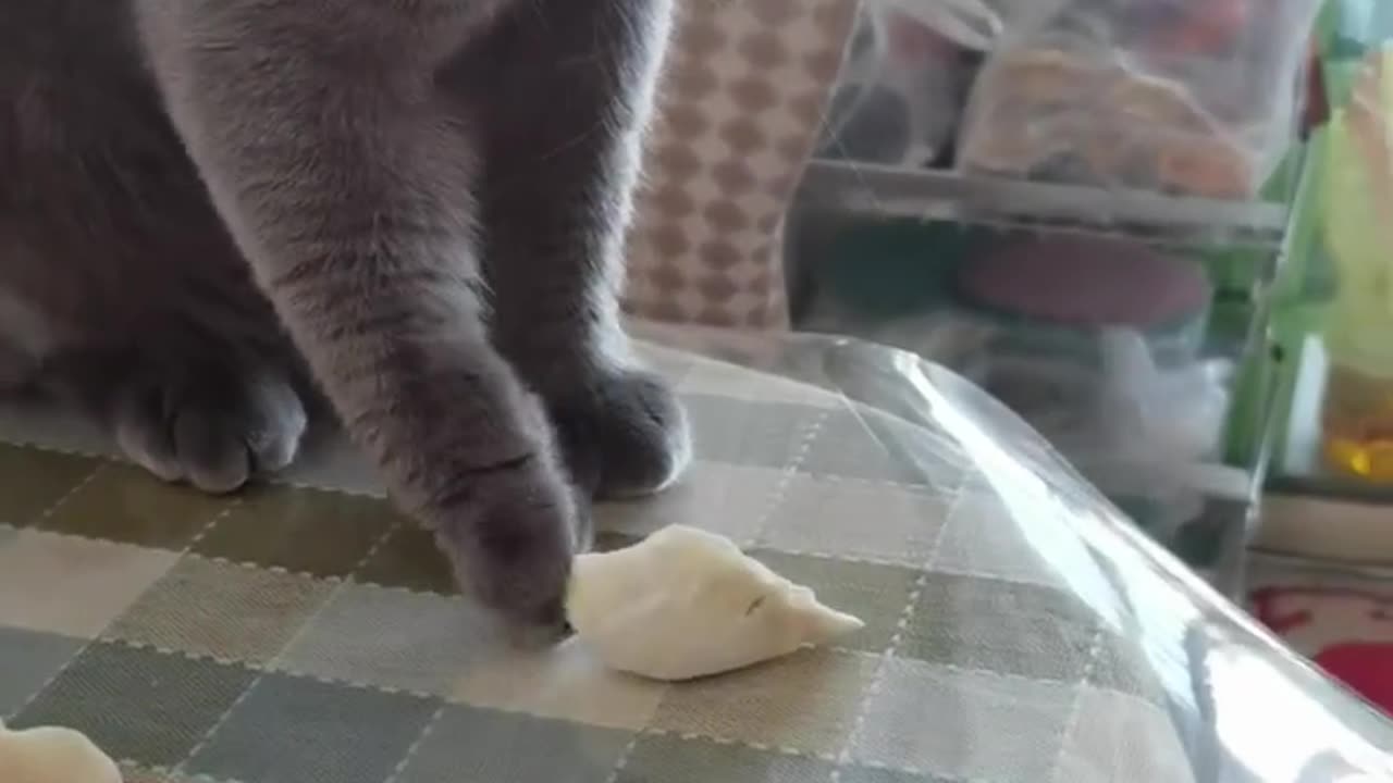 Cat and food