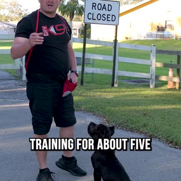 How to Teach Your Dog to Spin in Under 1 Minute