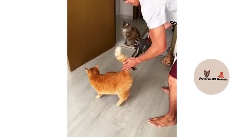 razy cat videos 2022 funniest cats