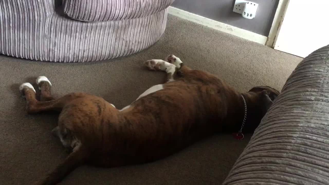 Boxer Dog's sweet dreams