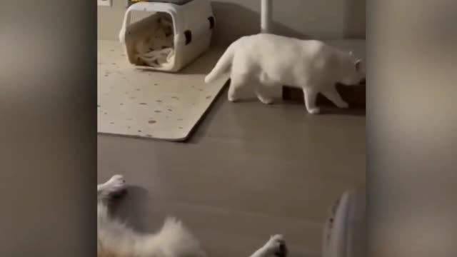 CAT VIDEO FANNYCAT