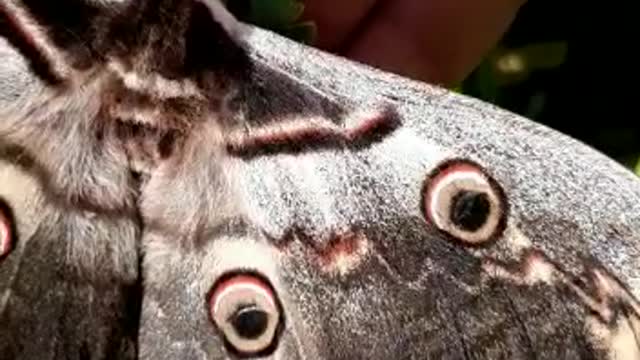 Big butterfly