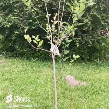 Super fast rowing tree.