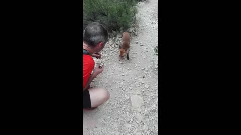 Amigable zorro salvaje come una barra de cereal