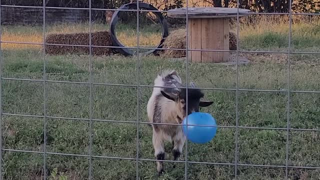 Billy Plays with Blue Ball