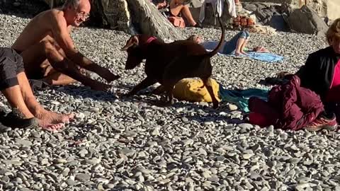 Social Dog Plays with All the Strangers at the Beach