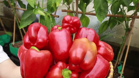 how to grow bell peppers