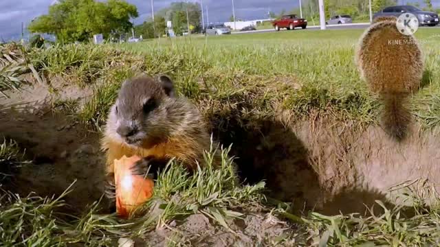 Baby groundhog happily discovers delicious apple slice treats