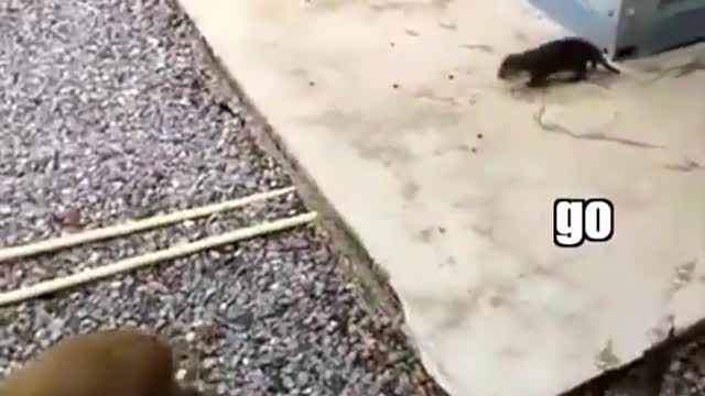 Watch till the end 😂 trust me