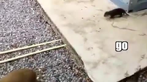 Watch till the end 😂 trust me