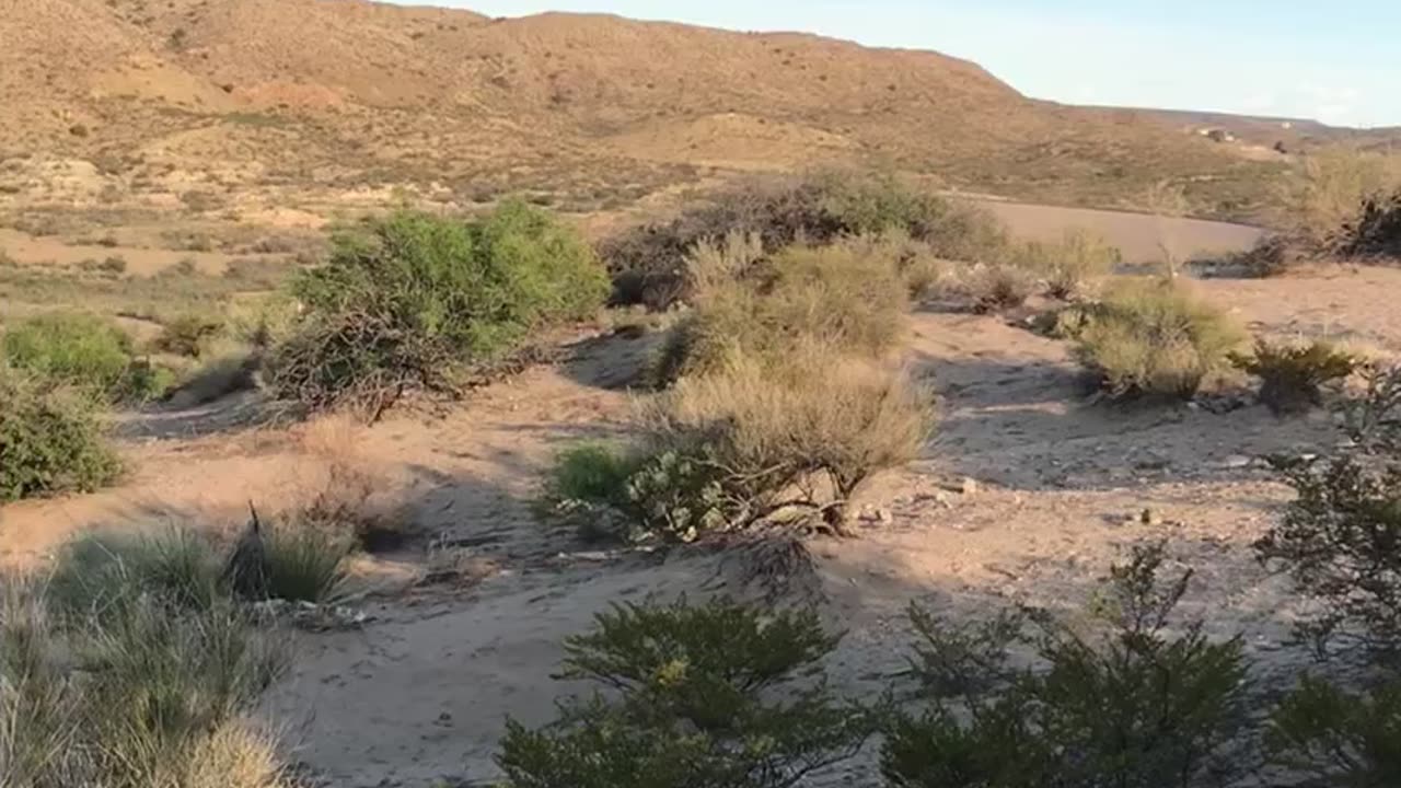 50 yard dash against roadrunner. Elephant butte NM