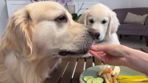 Impatient Baby Puppy and Golden Retriever Reviews Food