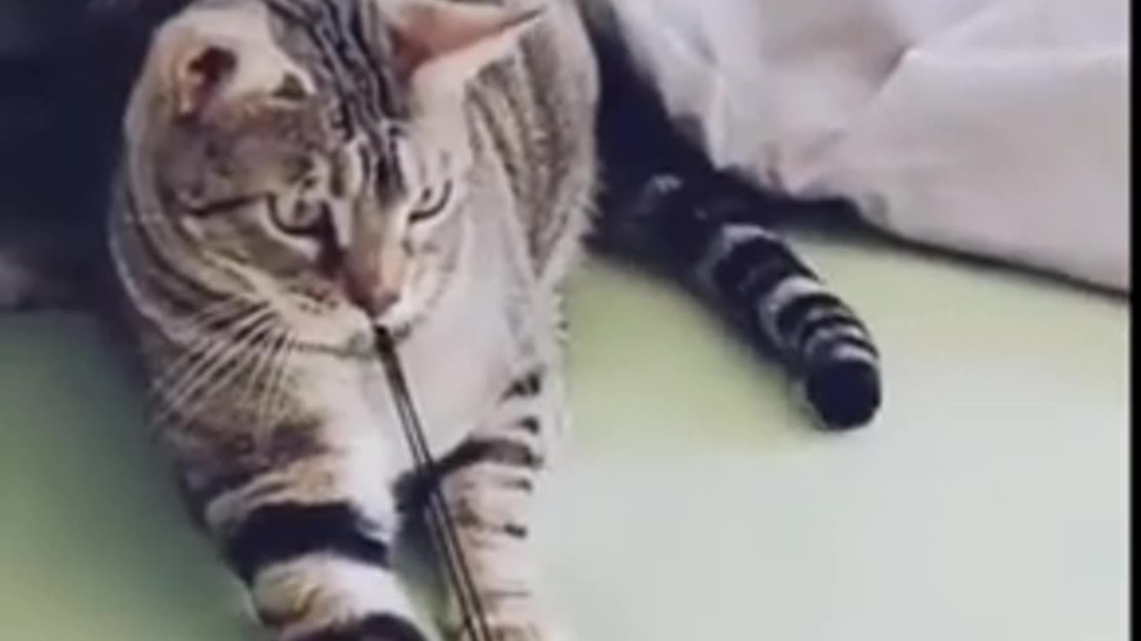 Comedy animals video