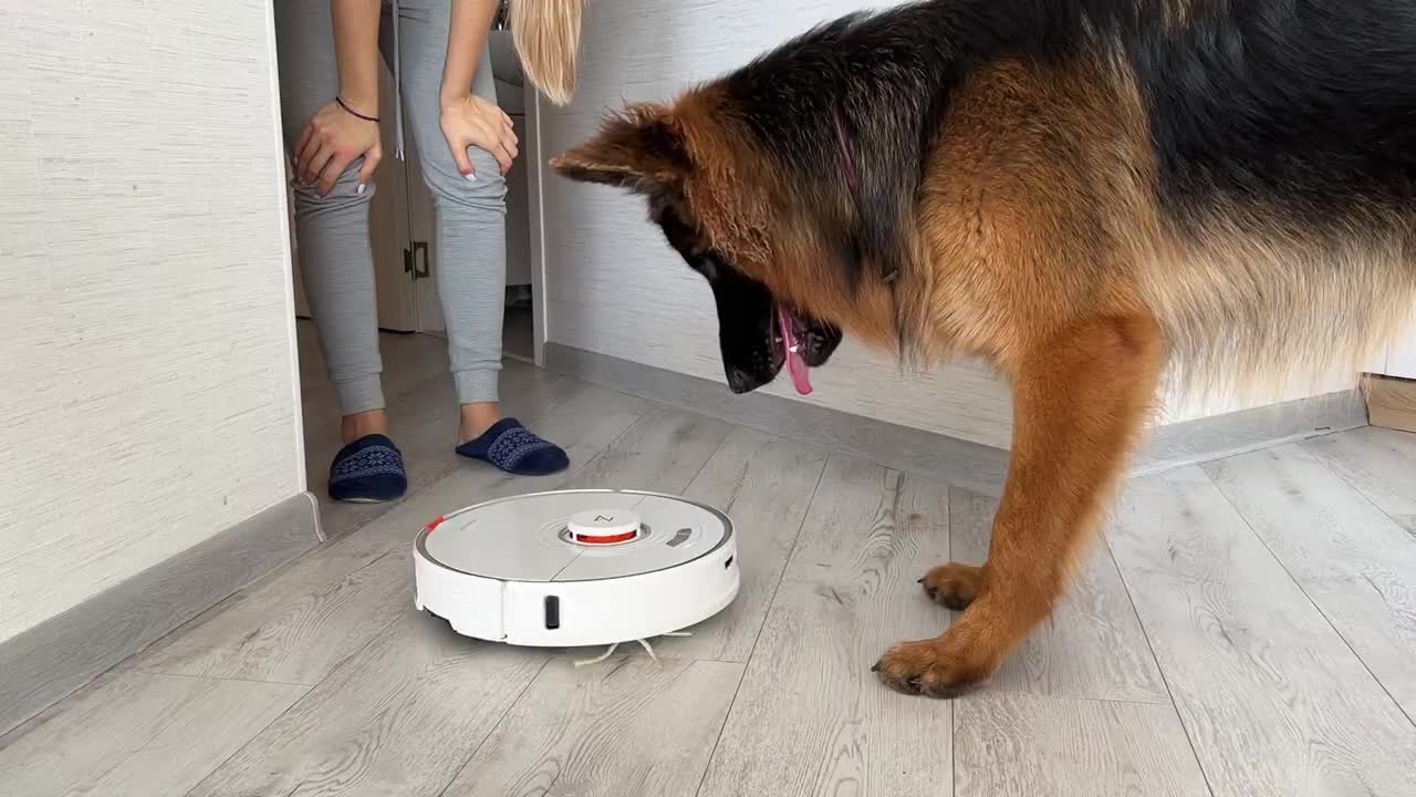 German Shepherd Puppy Shocked by Robot Vacuum