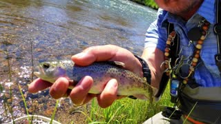 Quarantine Escape - Fly Fishing New Mexico