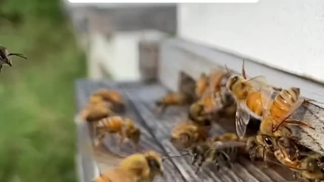 We depend on bees for 1 out of every 3 besite of food we eat