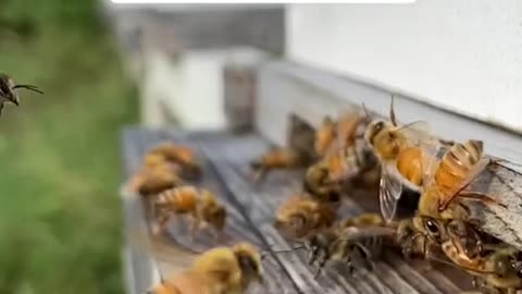 We depend on bees for 1 out of every 3 besite of food we eat