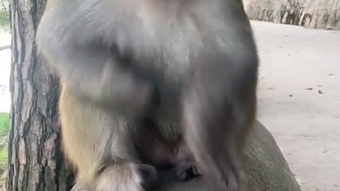 Mankey