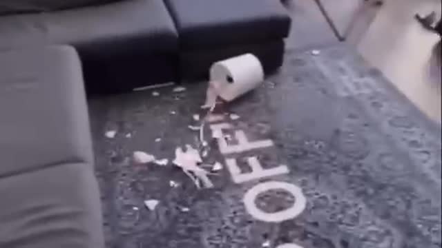 Dog gets revenge!