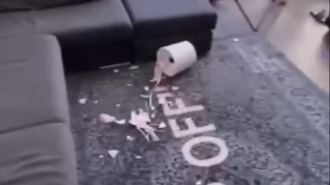 Dog gets revenge!