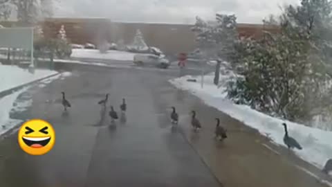 Pedestrians