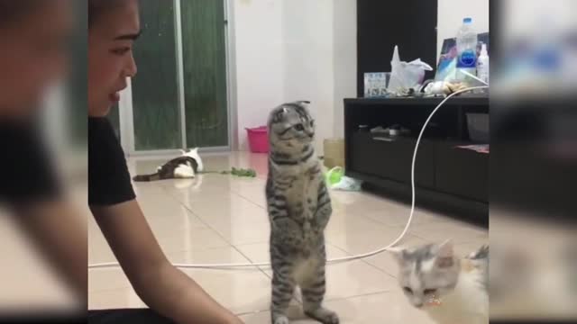 Cute Funny Cat Video 2021 #3