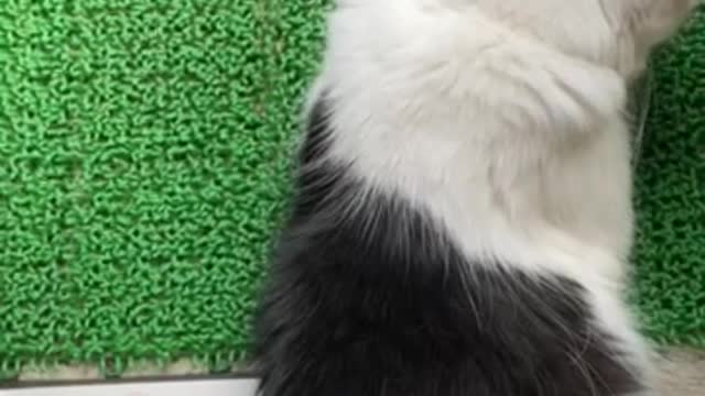 Cat Zine