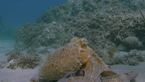 Underwater Video Shows Octopus Camouflaging