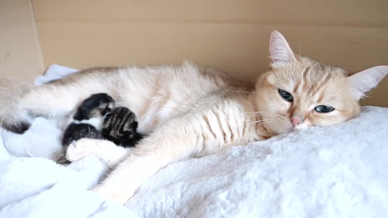 Daddy cat Coco meets baby kittens for the first time