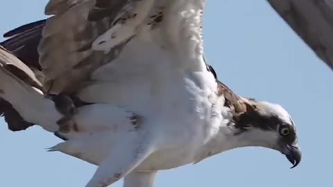 osprey