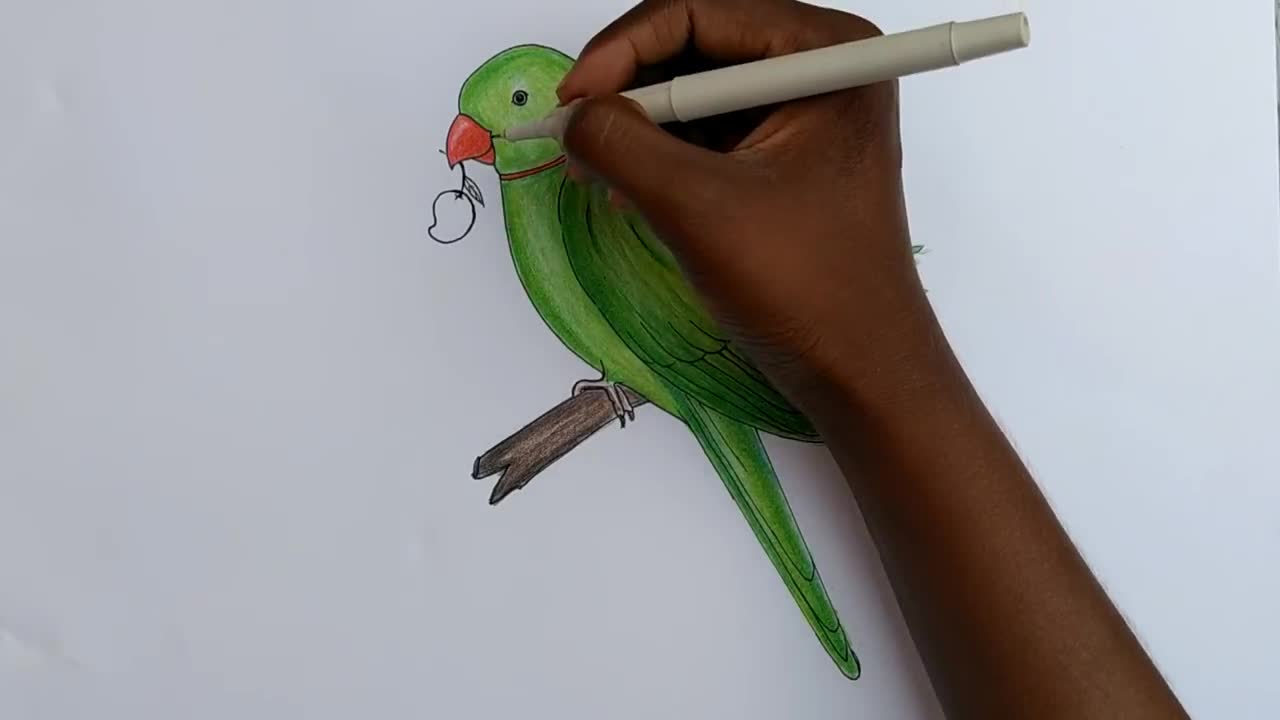 how to draw parrot easy step by step--Gali Gali Art --p12