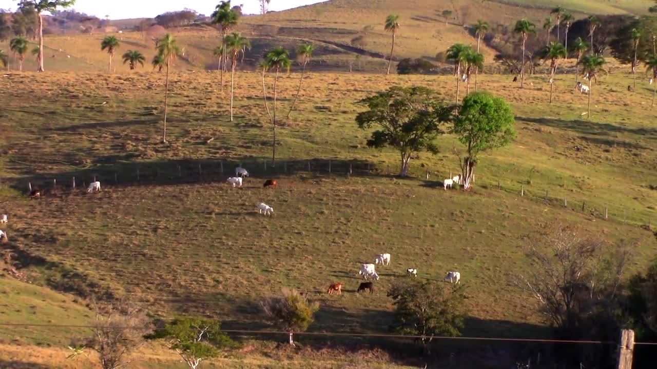 Bois Oxen Grazing Field Farm Pasture Nature