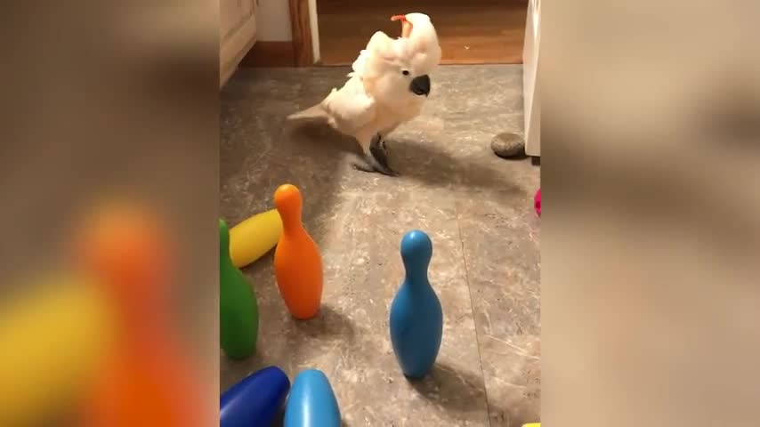 Parrot Knocks Down Toy Bowling Pins With Plastic Ball