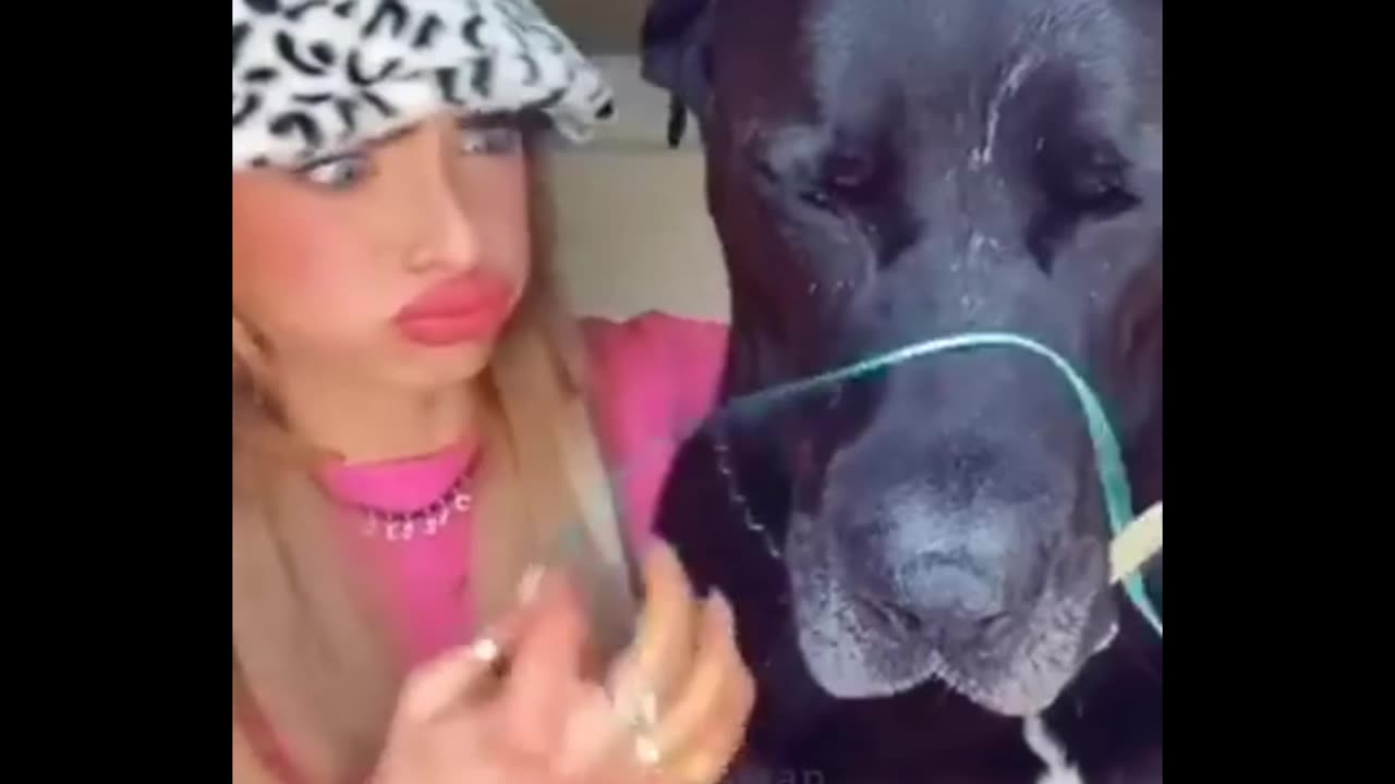 Funny video cats 😻😻🐱and dog🐕🐶👌