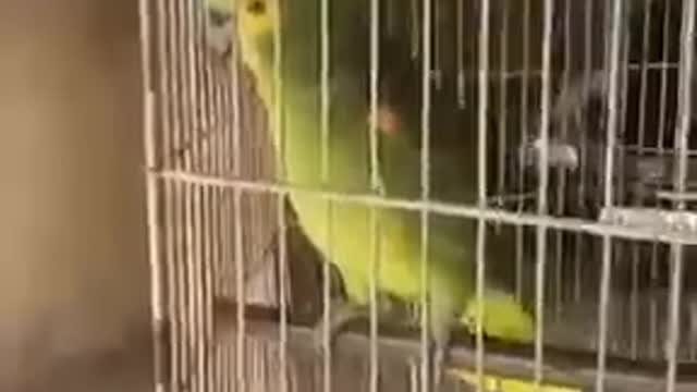 Big Finger Parrot