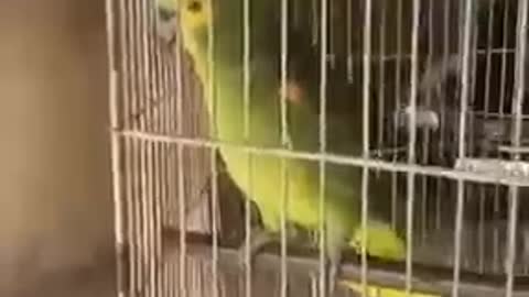 Big Finger Parrot