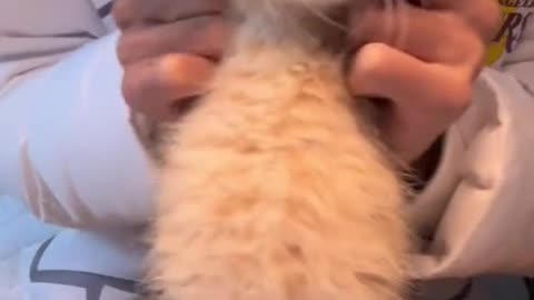 Squeaks and Wiggles : A Closer Look at Irresistible Animal Behavior