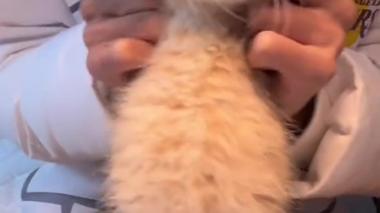Squeaks and Wiggles : A Closer Look at Irresistible Animal Behavior