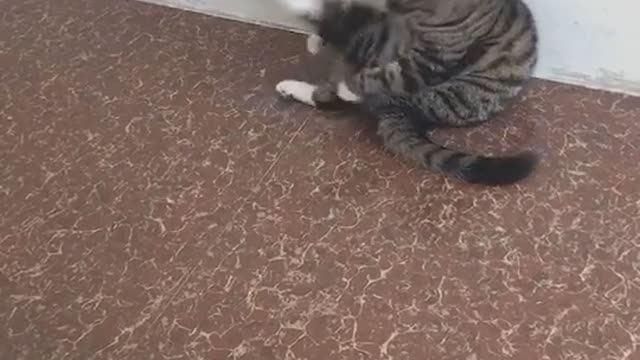 Cute cat video 😍😍