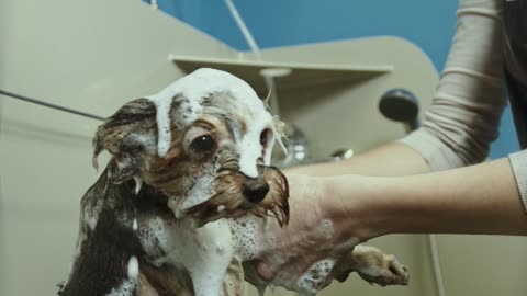 how to take care of a puppy? Small Dog Being Given a Shower