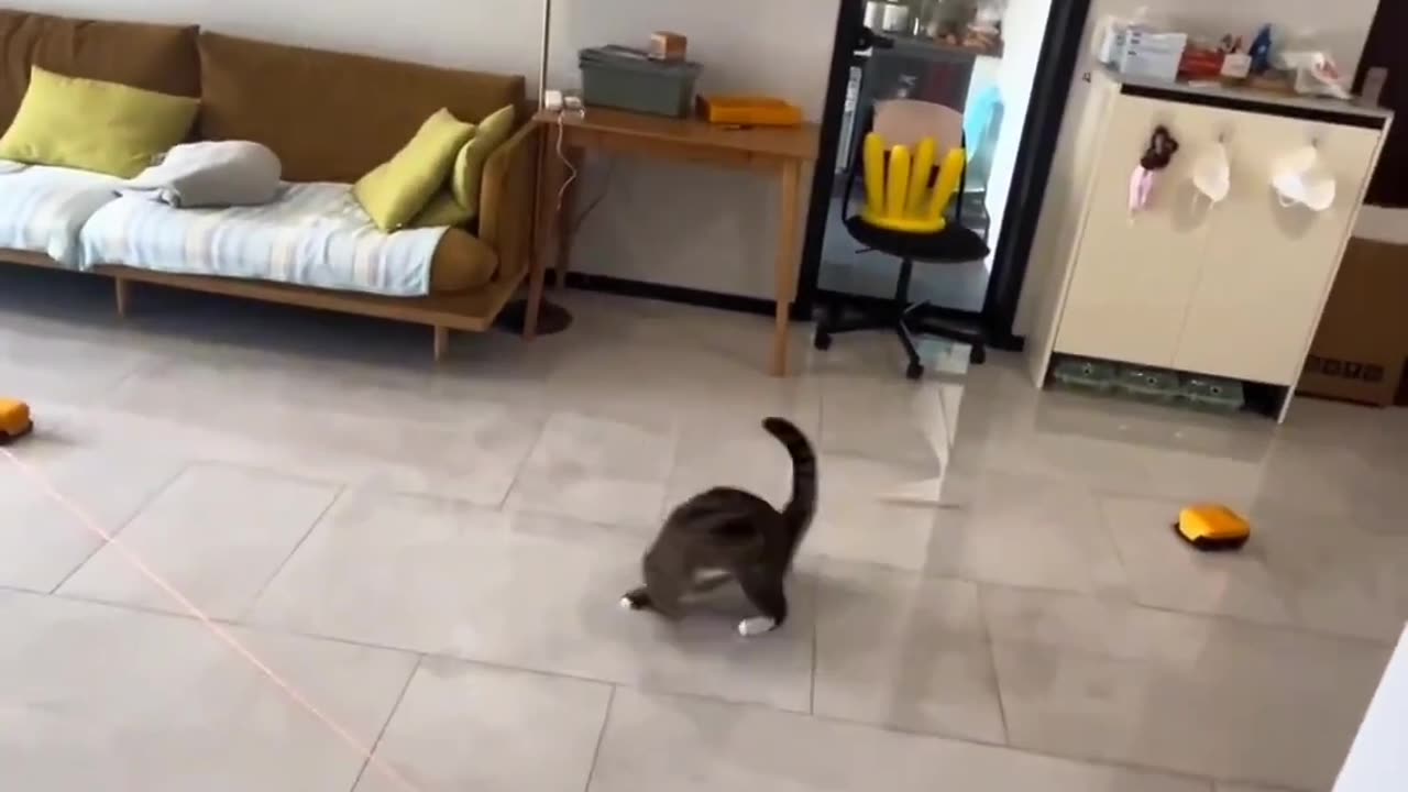 Funny cat 😺 playing to serious 😂 Joy Funny Factory