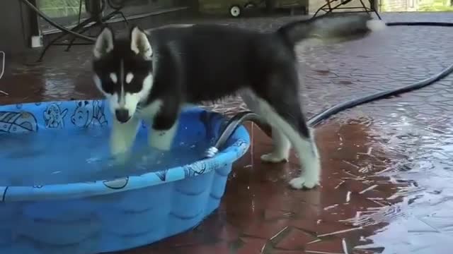 A naughty dog playing with water