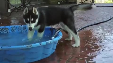 A naughty dog playing with water